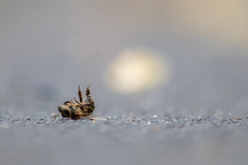 Dead bee on the ground poisoned or infected by varroa-mite disease or insecticides kills the...