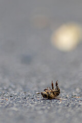 Dead bee on the ground poisoned or infected by varroa-mite disease or insecticides kills the beneficial organisms and is a global danger for pollination and food production extinction by bee death