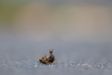 Dead bee on the ground poisoned or infected by varroa-mite disease or insecticides kills the beneficial organisms and is a global danger for pollination and food production extinction by bee death