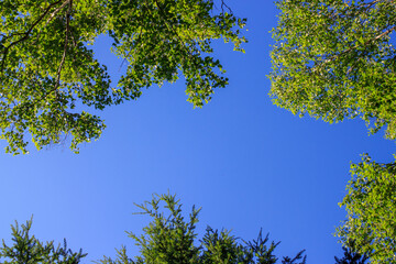 新緑の向こうには青空が広がります
The blue sky spreads beyond the fresh green