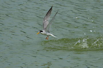 離水時に脚を下げているコアジサシ