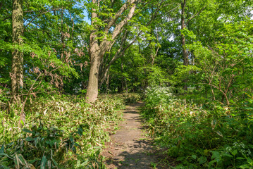Fototapeta premium View of the Moyoro Kaizuka (Moyoro Shell Mound Historic Site) in Abashiri City, Hokkaido, a Historic Site of Japan.