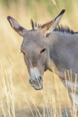 Portrait of a donkey in pasture in summer.