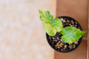Little sapling of Alocasia​ Gageana​ Aura Variegated in the pot