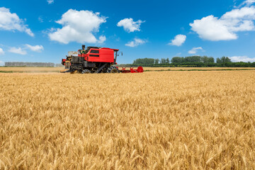 Fototapeta na wymiar Combine harvester harvests ripe wheat. agricultural scene. Farm wheat field in harvest season.