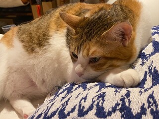 2 years old Ms. Macaron lying with her face on her paws, adorable position on the bed, ready to...