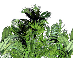 Wild jungle design. Palm leaf, Banana leaf in the Jungle landscape.