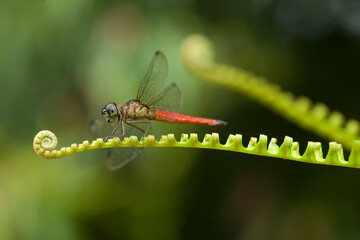 Dragonfly in Nature Place