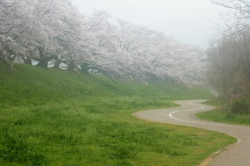 雨の日の八幡背割堤の桜