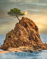 Samotne drzewo na skale