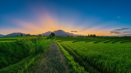 Fototapeta na wymiar panorama with Indonesian morning view in green rice fields with the moon above the mountain leaves when the weather is sunny
