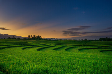Beautiful morning panorama of Indonesia with sunrise and green rice terraces in the tropical season of June