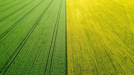 Agricultural field top view. Field with different crops, aerial view. Agricultural industry