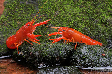 Two crayfish resting on a mossy rock by the river. This aquatic animal has the scientific name Cherax quadricarinatus.