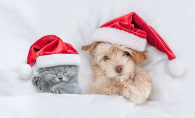 Cute kitten and Goldust Yorkshire terrier puppy wearing santa hats lying together under a white blanket on a bed at home. Top down view