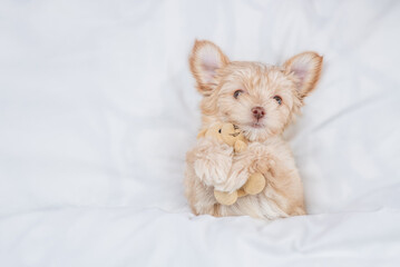 Cute Goldust Yorkshire terrier puppy lying under white blanket on a bed at home and hugs favorite...