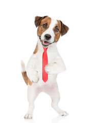 Smart Jack russell terrier puppy wearing necktie looks at camera. isolated on white background