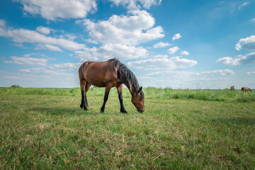 Fototapeta na wymiar Horses graze in the meadow in the summer, in the afternoon on the ranch.
