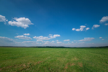 Obraz premium Horses graze in the meadow in the summer, in the afternoon on the ranch.