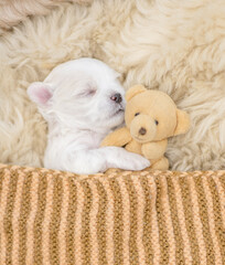 Newborn lapdog puppy sleeps under white blanket on a bed at home and hugs favorite toy bear before bedtime. Top down view
