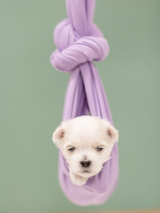 Tiny white lapfog puppy lying in the hammock