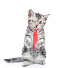 Smart kitten wearing necktie standing on hibd legs looks at camera. isolated on white background