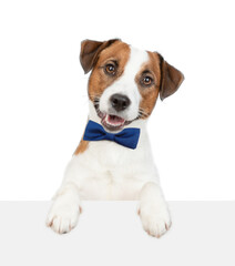 Smart Jack russell terrier puppy wearing tie bow looks above empty white banner. isolated on white background