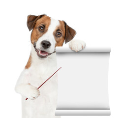 Smart jack russell terrier dog points on empty list. isolated on white background