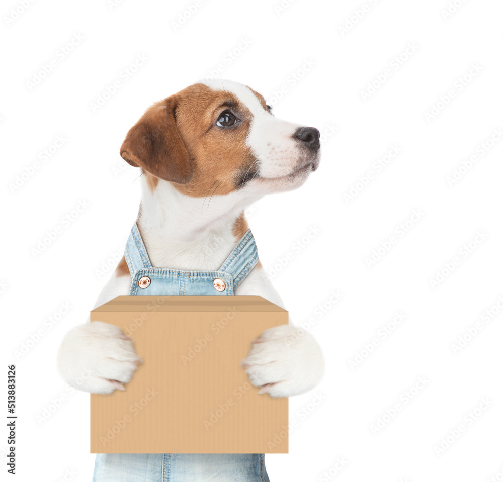 Poster jack russell terrier puppy wearing overalls holds big box and looks away on empty space. isolated on