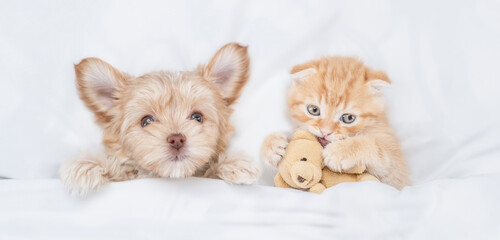 Fototapeta na wymiar Cute Goldust Yorkshire terrier puppy lying near playful tiny kitten under white warm blanket on a bed at home. Top down view