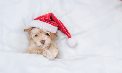 Goldust Yorkshire terrier puppy  wearing red santa hat lying on a bed under white blanket at home....