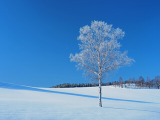 霧氷を纏った白樺の木