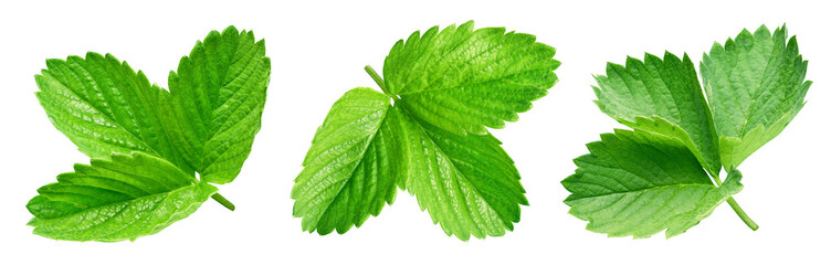 strawberry leaf isolated on white background