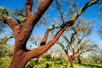 Fototapeta na wymiar alcornoques descorchados,Quercus suber,Os Almendres, distrito de Evora, Alentejo, Portugal, europa