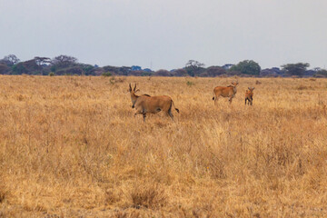 Naklejka na ściany i meble Common eland (Taurotragus oryx), also known as the southern eland or eland antelope, in Tarangire National Park, Tanzania