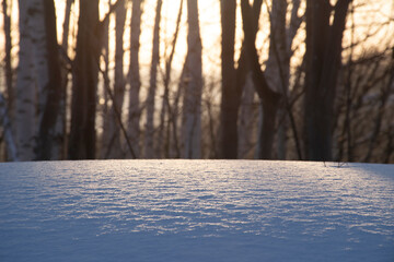 雪原の木々と朝日2