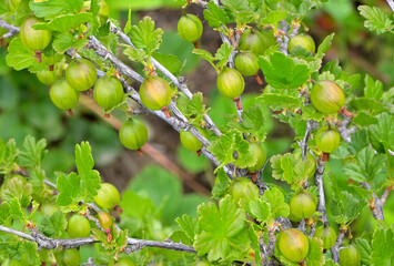 Gooseberry twigs with ripening berries on a summer day