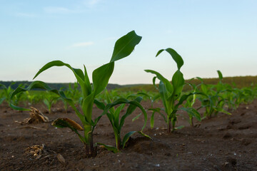 Rows of corn sprouts beginning to grow. Young corn seedlings growing in a fertile soil. An agricultural field on which grow up young corn. Rural landscape