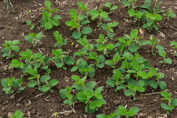 Fresh green soy plants on the field in spring. Rows of young soybean plants