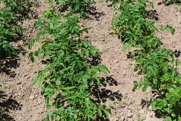 Potato, Solanum tuberosum, plantation. Crop planted at agriculture field