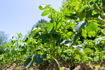 Potato field on a sunny summer day. Agriculture, cultivation of vegetables