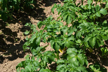 Potato field on a sunny summer day. Agriculture, cultivation of vegetables