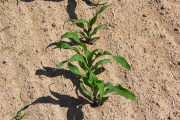 Young Green wheat seedlings growing in a soil field. Close up on sprouting rye agricultural on a field in sunset