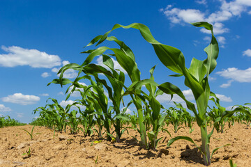 Closeup of green corn sprouts planted in neat rows against a blue sky. Copy space, space for text....
