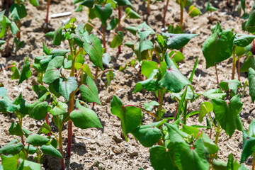 Field of sprout buckwheat on background of sky. Buckwheat, Fagopyrum esculentum, Japanese and silverhull buckwheat on the field. Close-up nurseling buckwheat
