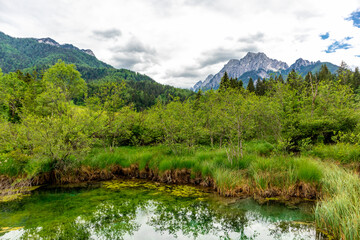 Naklejka na ściany i meble Entdeckungstour durch das wunderschöne Naturreservat Zelenci - Kranjska Gora - Slowenien