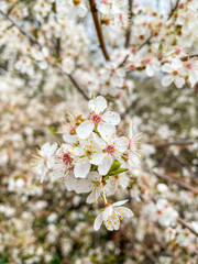 Blackthorn