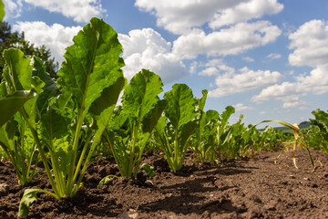 Agricultural scenery of of sweet sugar beet field. Sugar beets are young. Sugar beet field
