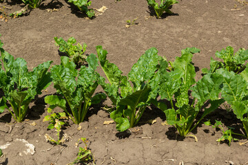 Agricultural scenery of of sweet sugar beet field. Sugar beets are young. Sugar beet field