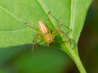 Beautiful spider during an ecotourism jungle